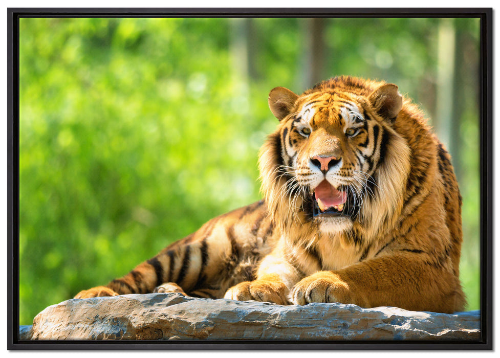 Tiger auf einem Stein auf Leinwandbild gerahmt Größe 100x70