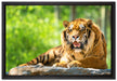 Tiger auf einem Stein auf Leinwandbild gerahmt Größe 60x40
