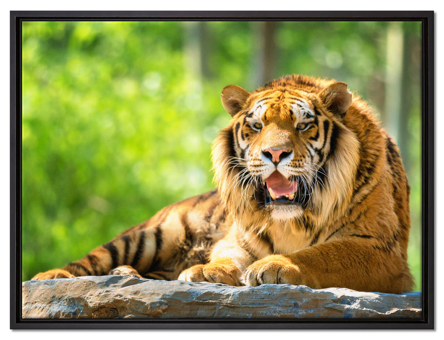 Tiger auf einem Stein auf Leinwandbild gerahmt Größe 80x60