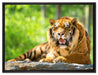 Tiger auf einem Stein auf Leinwandbild gerahmt Größe 80x60
