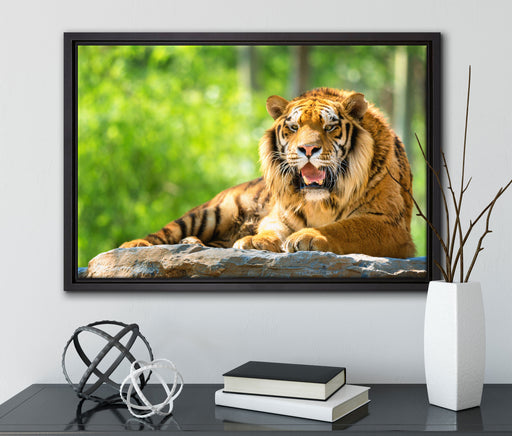 Tiger auf einem Stein auf Leinwandbild gerahmt mit Kirschblüten