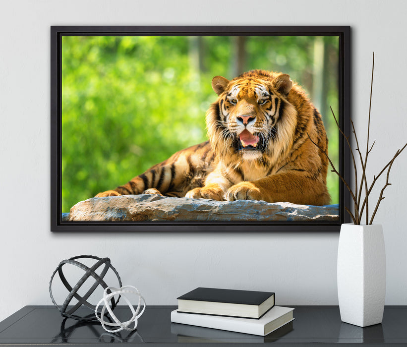 Tiger auf einem Stein auf Leinwandbild gerahmt mit Kirschblüten