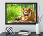 Tiger auf einem Stein auf Leinwandbild gerahmt mit Kirschblüten
