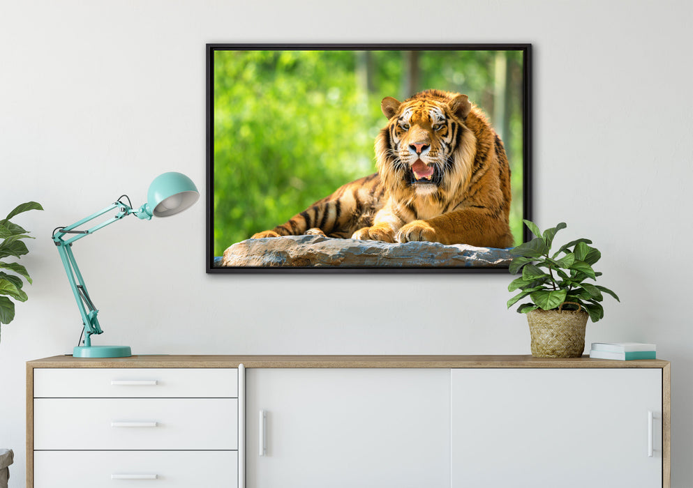 Tiger auf einem Stein auf Leinwandbild gerahmt verschiedene Größen im Wohnzimmer