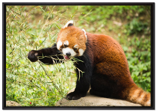 Niedlicher roter Panda auf Leinwandbild gerahmt Größe 100x70