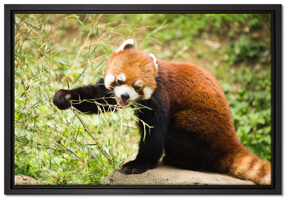 Niedlicher roter Panda auf Leinwandbild gerahmt Größe 60x40