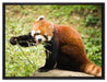 Niedlicher roter Panda auf Leinwandbild gerahmt Größe 80x60