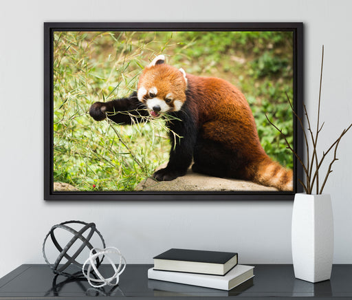 Niedlicher roter Panda auf Leinwandbild gerahmt mit Kirschblüten