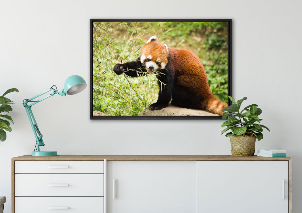 Niedlicher roter Panda auf Leinwandbild gerahmt verschiedene Größen im Wohnzimmer