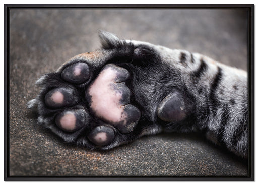 Schöne Katzenpfote auf Leinwandbild gerahmt Größe 100x70