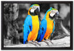 Zwei Papageien auf Leinwandbild gerahmt Größe 60x40
