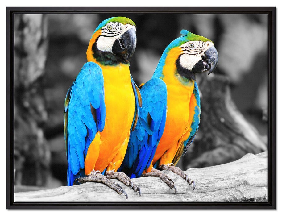 Zwei Papageien auf Leinwandbild gerahmt Größe 80x60