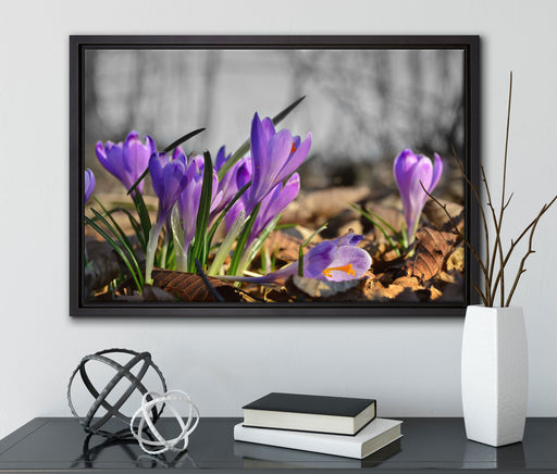 Exotische lila Krokusse auf Leinwandbild gerahmt mit Kirschblüten
