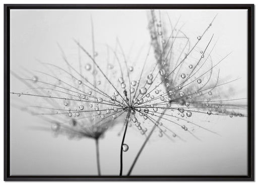 Pusteblume bedeckt mit Tropfen auf Leinwandbild gerahmt Größe 100x70
