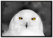 Prächtige schneeweiße Eule auf Leinwandbild gerahmt Größe 100x70