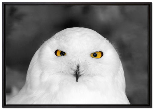 Prächtige schneeweiße Eule auf Leinwandbild gerahmt Größe 100x70