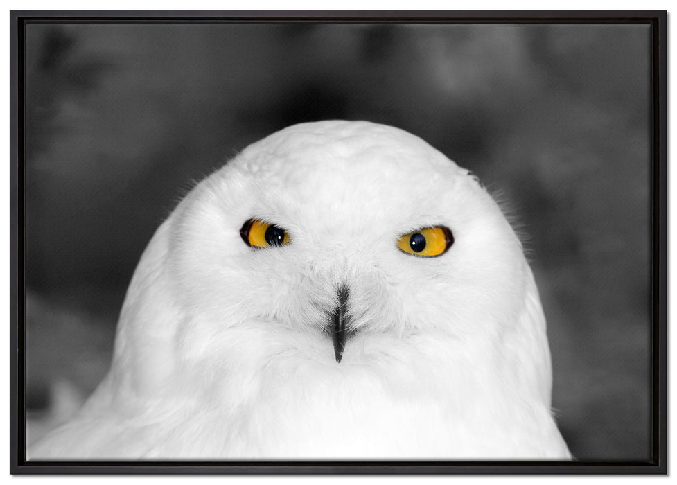 Prächtige schneeweiße Eule auf Leinwandbild gerahmt Größe 100x70