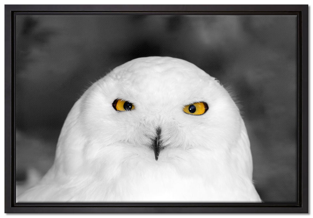 Prächtige schneeweiße Eule auf Leinwandbild gerahmt Größe 60x40
