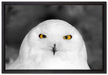Prächtige schneeweiße Eule auf Leinwandbild gerahmt Größe 60x40