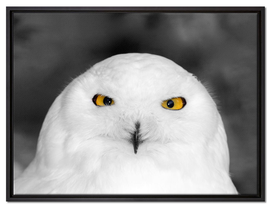 Prächtige schneeweiße Eule auf Leinwandbild gerahmt Größe 80x60