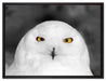 Prächtige schneeweiße Eule auf Leinwandbild gerahmt Größe 80x60