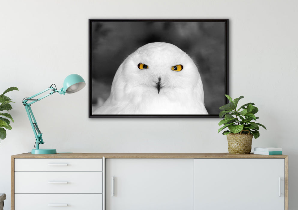Prächtige schneeweiße Eule auf Leinwandbild gerahmt verschiedene Größen im Wohnzimmer