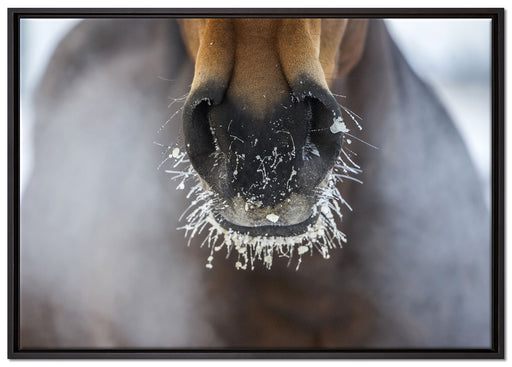 Pferdeschnauze auf Leinwandbild gerahmt Größe 100x70