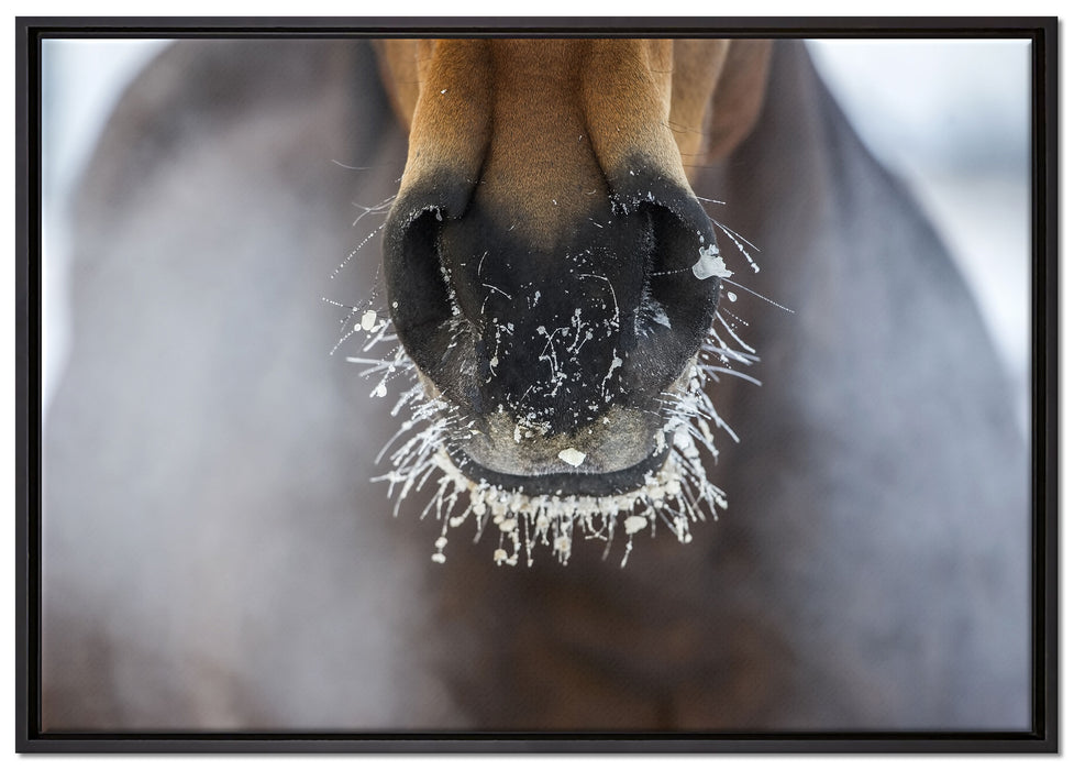 Pferdeschnauze auf Leinwandbild gerahmt Größe 100x70