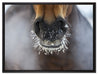 Pferdeschnauze auf Leinwandbild gerahmt Größe 80x60