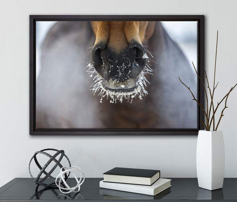 Pferdeschnauze auf Leinwandbild gerahmt mit Kirschblüten