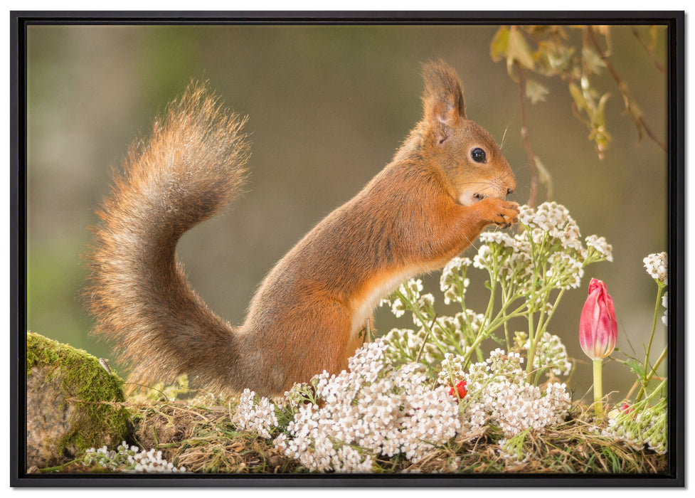 Nagendes Eichhörnchen im Moos auf Leinwandbild gerahmt Größe 100x70