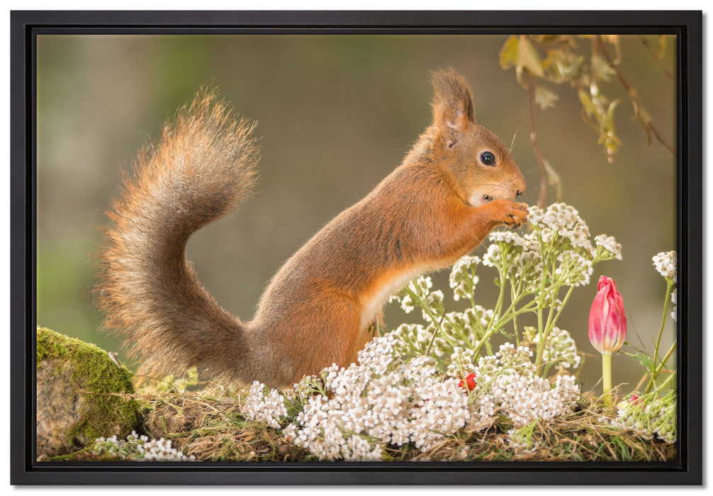 Nagendes Eichhörnchen im Moos auf Leinwandbild gerahmt Größe 60x40