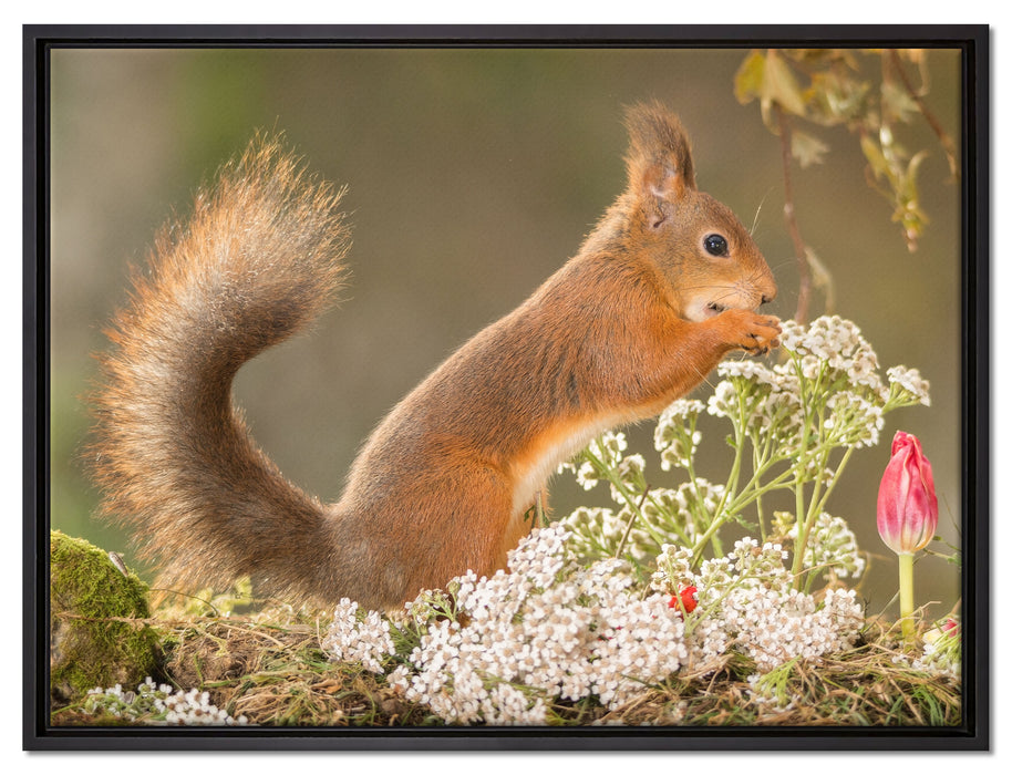 Nagendes Eichhörnchen im Moos auf Leinwandbild gerahmt Größe 80x60