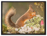 Nagendes Eichhörnchen im Moos auf Leinwandbild gerahmt Größe 80x60