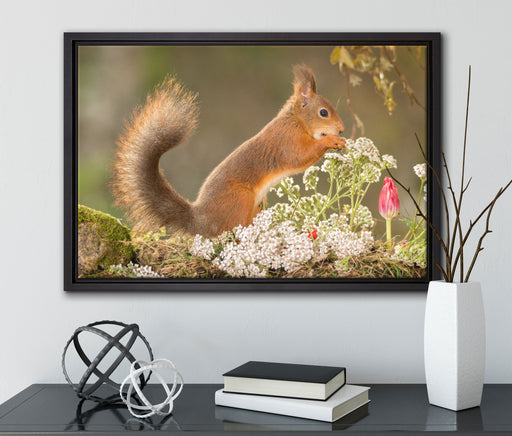 Nagendes Eichhörnchen im Moos auf Leinwandbild gerahmt mit Kirschblüten