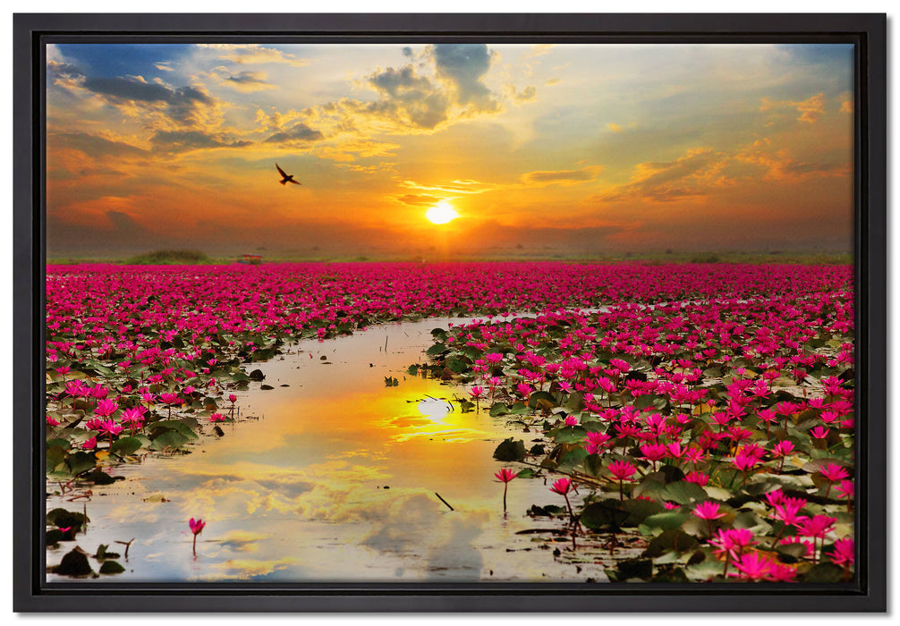 Lotusblüten am See auf Leinwandbild gerahmt Größe 60x40