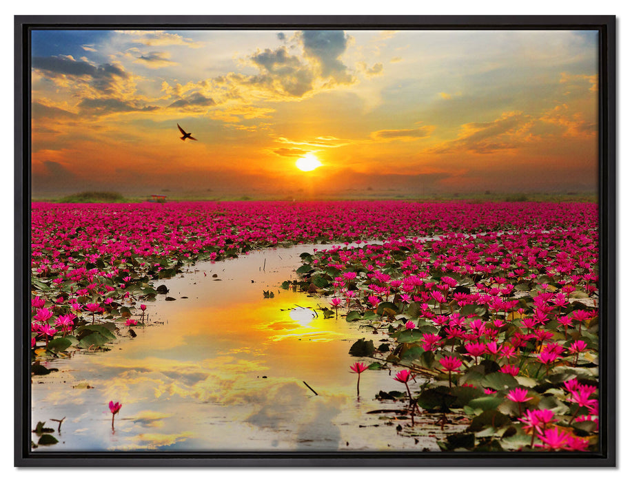 Lotusblüten am See auf Leinwandbild gerahmt Größe 80x60