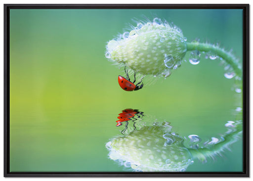 Marienkäfer Mohnblume auf Leinwandbild gerahmt Größe 100x70
