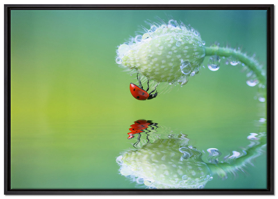 Marienkäfer Mohnblume auf Leinwandbild gerahmt Größe 100x70