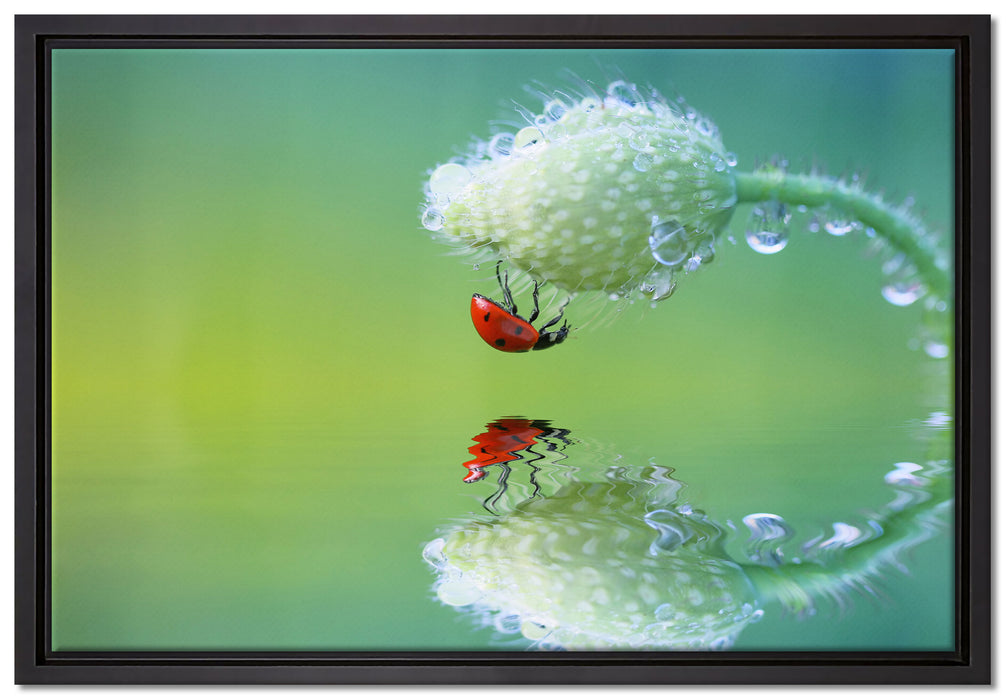 Marienkäfer Mohnblume auf Leinwandbild gerahmt Größe 60x40
