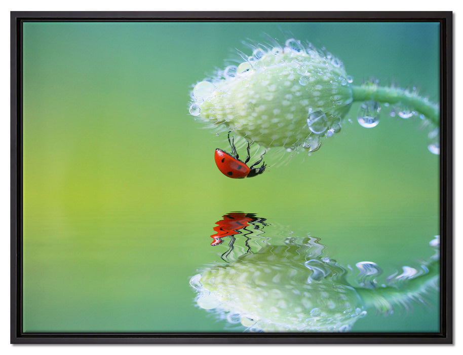 Marienkäfer Mohnblume auf Leinwandbild gerahmt Größe 80x60