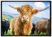 Blick einer Kuh an der Weide auf Leinwandbild gerahmt Größe 100x70