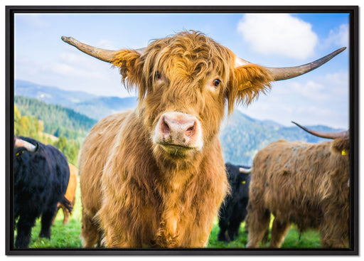 Blick einer Kuh an der Weide auf Leinwandbild gerahmt Größe 100x70