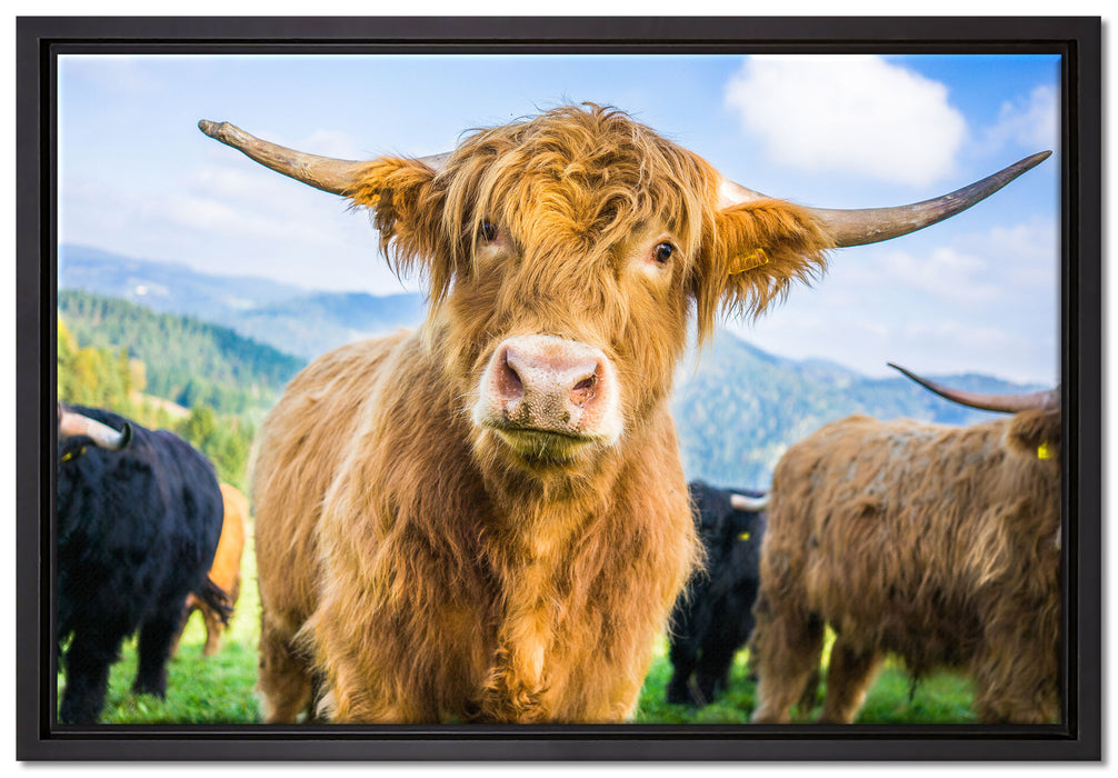 Blick einer Kuh an der Weide auf Leinwandbild gerahmt Größe 60x40