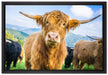 Blick einer Kuh an der Weide auf Leinwandbild gerahmt Größe 60x40
