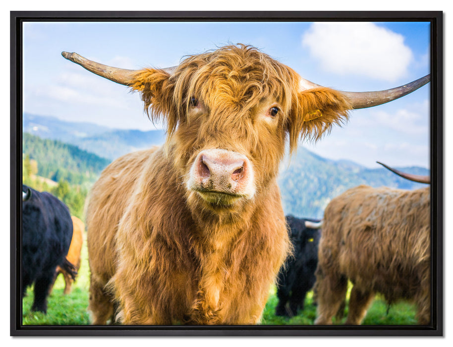 Blick einer Kuh an der Weide auf Leinwandbild gerahmt Größe 80x60