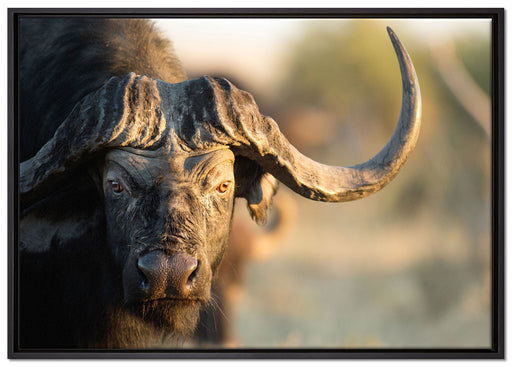 Kaffernbüffel mit Hörnern auf Leinwandbild gerahmt Größe 100x70