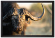 Kaffernbüffel mit Hörnern auf Leinwandbild gerahmt Größe 60x40