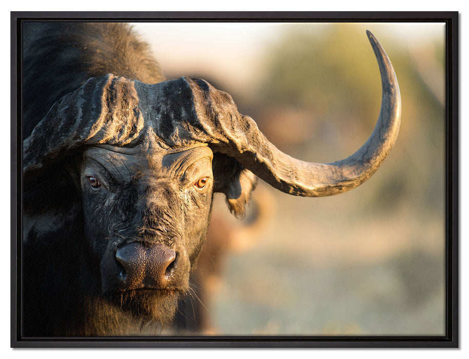 Kaffernbüffel mit Hörnern auf Leinwandbild gerahmt Größe 80x60