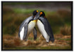 Pinguine in der Antarktis auf Leinwandbild gerahmt Größe 100x70
